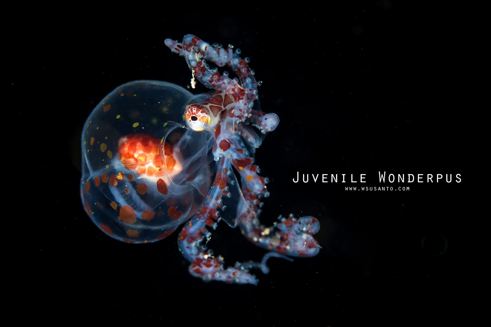 Juvenile Wonderpus